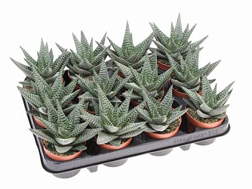 Haworthia Royal Highness