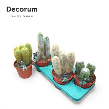 Cactus Column Mix (4spc.)