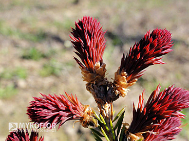 Ель обыкновенная Райдал