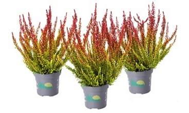 Каллуна обыкновенная Даллас