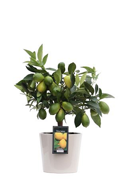 Citrus Lemon In Roma Ceramic Grey