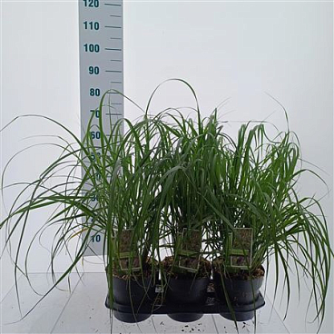 Pennisetum Alop Black Beauty