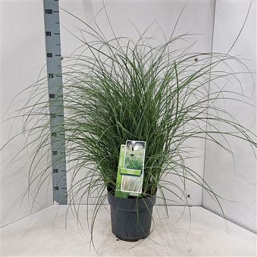 Miscanthus Sin Adagio