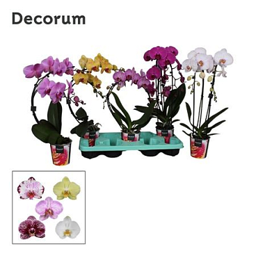 Phal 2st Shapes Mix Decorum 16+ (bernhard)
