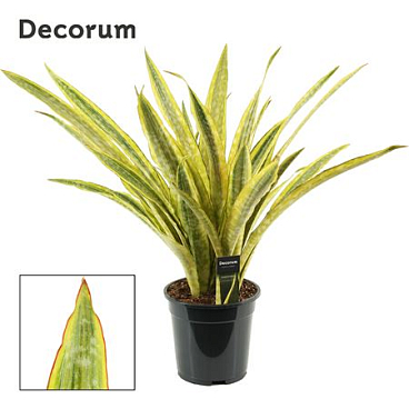 Sansevieria Aubrytiana Lauren