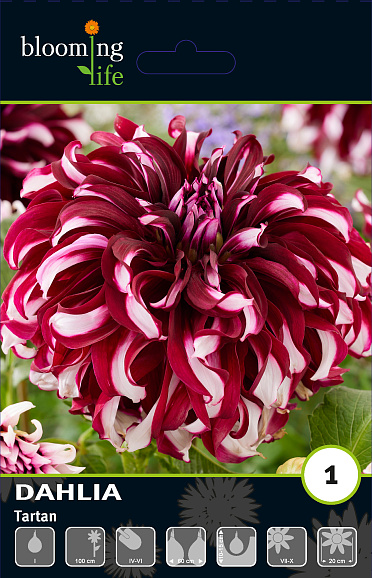 Георгина декоративная Тартан