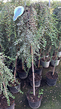 Кизильник даммера укореняющийся Винтер штамб 120