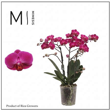 Phal 3st Morelia 30+ Mimesis