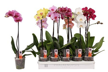 Phal 1st Mix 6+ (by-5)