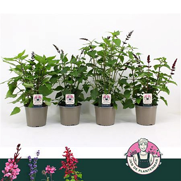 Salvia Guarantica Mix