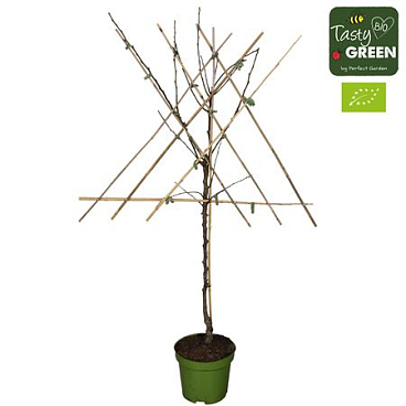 Pyrus Communis Conference Bio