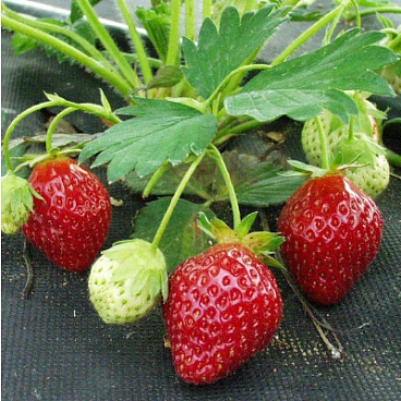 Земляника Индука