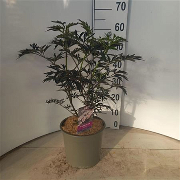 Sambucus Nigra Black Lace
