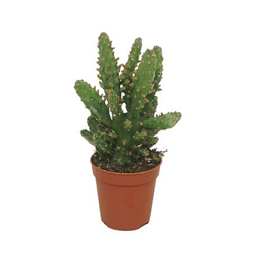 Opuntia Tuna