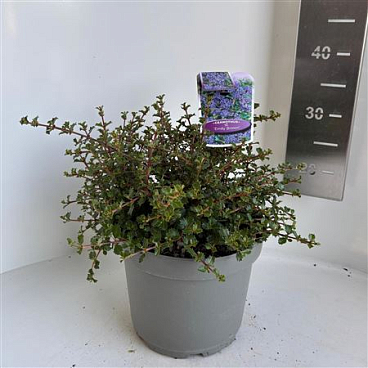Ceanothus Emily Brown