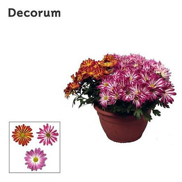 Chrys Margarita Bicolor Carnaval (decorum)
