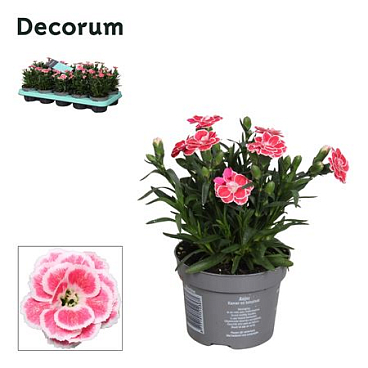 Dianthus Oscar White And Red