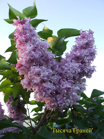 Сирень обыкновенная Тысяча Граней