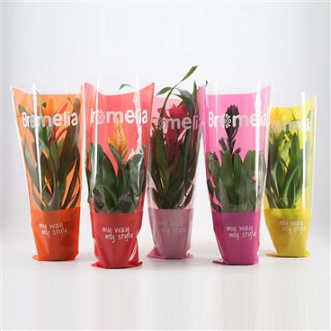 Bromelia Excellent Mix In Vensterhoes