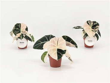 Alocasia Black Velvet Pink Variegata