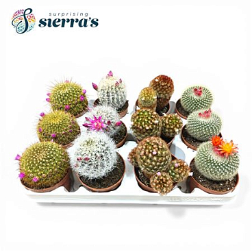 Sierra's® - Cactus Flowering Mix (prime)
