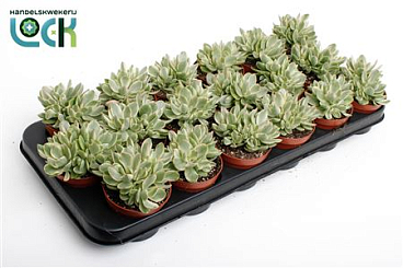 Crassula Moneymaker Varigata