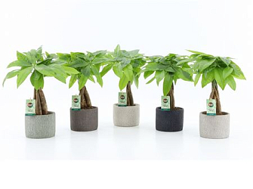 Pachira Aquatica Twisted Stem Classic Stone