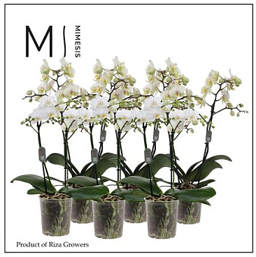 Phal 2st Multi White 22+(mimesis)
