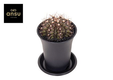 Gymno Cactus T-rex Hybrid