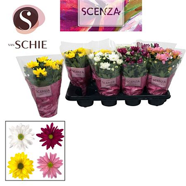 Chrys Margarita Mix (scenza)