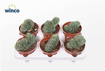 Marginatocereus Marginatus Cristata