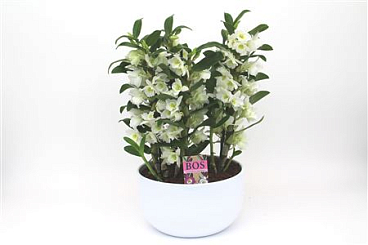 Dendr Nob 6st Special Apollon Ceramic