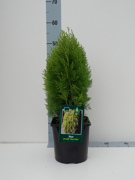 Туя западная Ауреа Нана