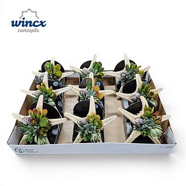 Concepts® - Uniqueshells 'starfish' (xl) Wincx Con