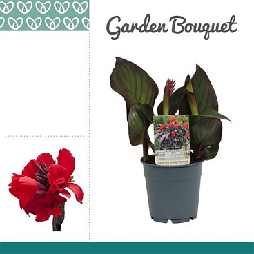 Canna Bronze Scarlet