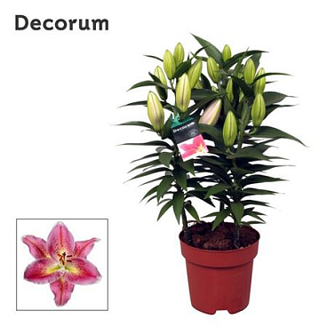 Lilium Or Reeleeze 4pp (decorum)