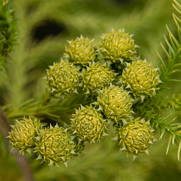 Криптомерия японская Секкан-Саги