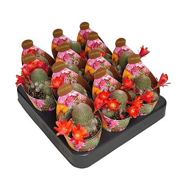 Rebutia Heliosa Potcover