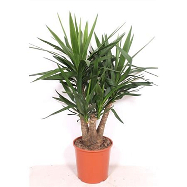 Yucca Branched