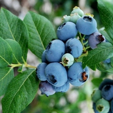 Голубика высокорослая Нортленд