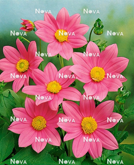 Георгина Миньон розовая