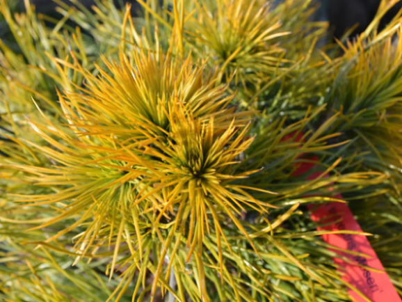 Сосна обыкновенная Мозера