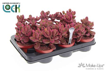 Cotyledon Ladismithiensis Pink