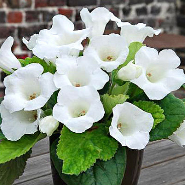 Глоксиния Мон Блан