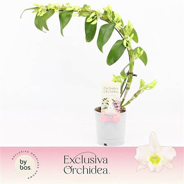 Dendr Nob 1st Boomerang Apollon Exclusiva Orchidea