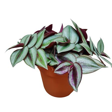Tradescantia Zebrina