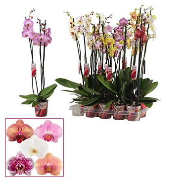 Phal 3st Senza Mix Xxl 18+