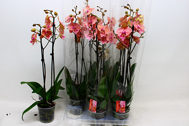 Фаленопсис Оранжевый 2 ст