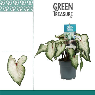 Caladium White Wonder