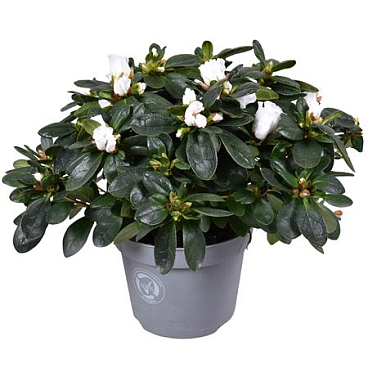 Azalea White